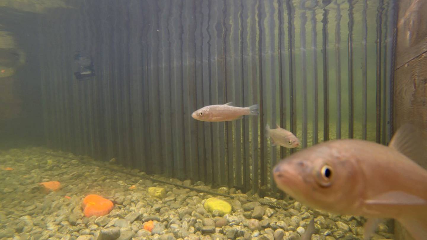 Fishprotector Hyfish
