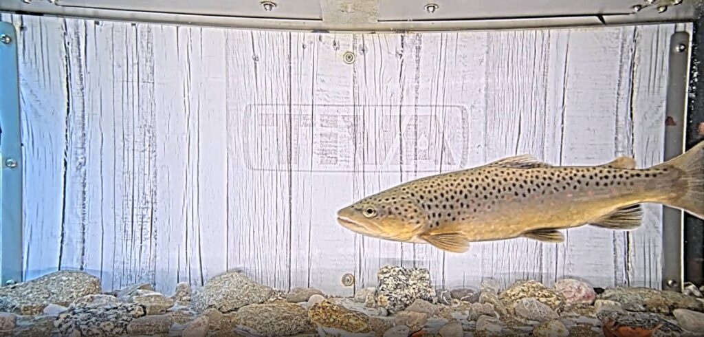 Bachforelle, welche mit Hilfe der Fishcon-Schleuse am Trackermühlwehr aufgestiegen ist Kopie