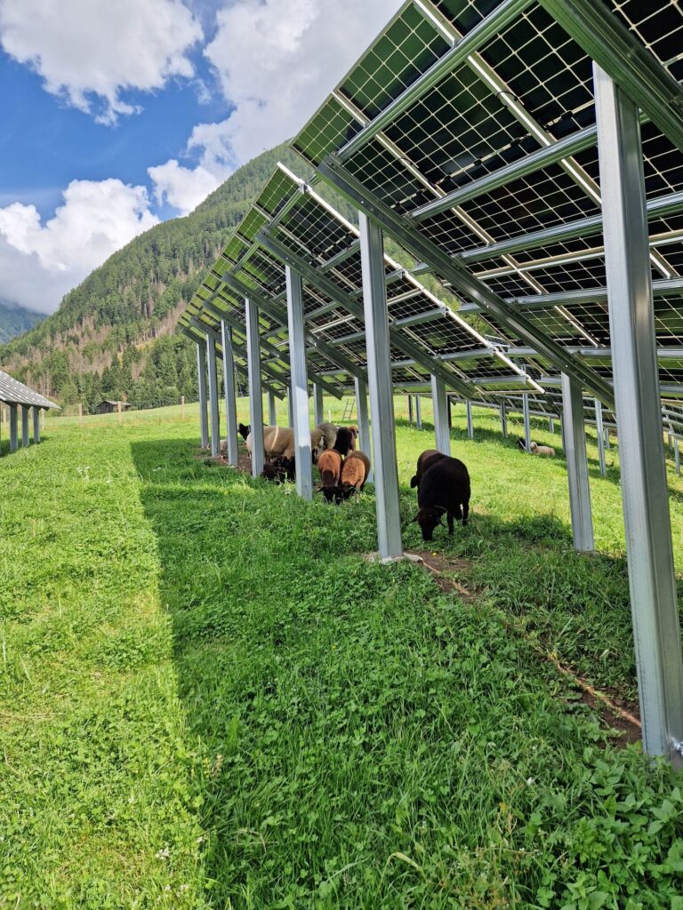 Schafe grasen unter aufgestellten Photovoltaik-Modulen einer Agri-Photovoltaik-Anlage auf einer grünen Bergwiese.