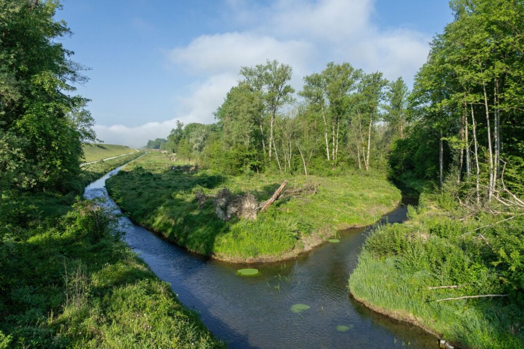 Idyllische Flussgabelung in grüner Auenlandschaft mit dichtem Waldbestand unter blauem Himmel bei Sonnenschein.