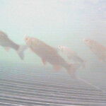 Fischverhaltensuntersuchungen am Großversuchsstand der TU-München belegten die Funktionalität des Fischschutzes. Fische, Fischverhaltensuntersuchungen