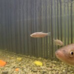 Fischversuche im Freilandlabor dienen dem Nachweis der Wirksamkeit des FishProtectors Fishprotector Hyfish