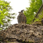 Frau Margarete Klauss ist für ästhetische Aufwertung des Schaukraftwerks am Valentinsee verantwortlich. Sie beauftragte einheimische Künstler, mit deren Werken eine Verbindung zwischen Technik, Natur und Kunst zu kreieren. Kraftwerk Klauss